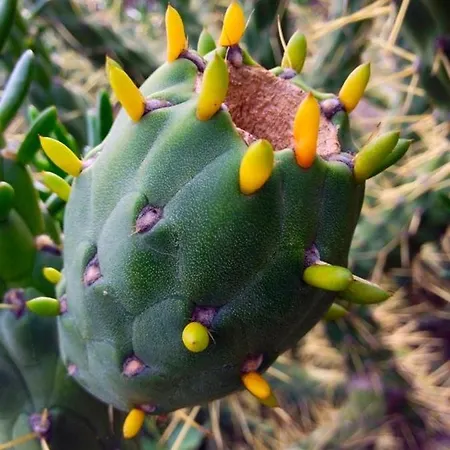 Lagarto Tenerife * Valle de Guerra